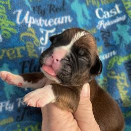 Boy 4 - Fawn male Boxer puppy in Plainwell, Michigan from Hope's Beautiful Boxers