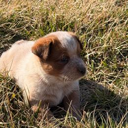 Green Collar - Red speckled male Australian Cattle Dog puppy in Nevada, Missouri from Back Road Dog Company, LLC