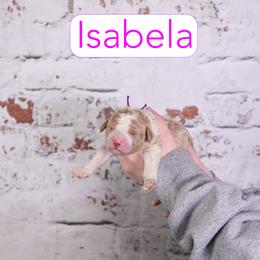 Isabela - Red female Assorted Doodle Crosses puppy in Calhoun, Georgia from Happy Top Doodles