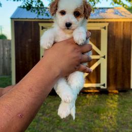 North - Red female Bernedoodle puppy in Greenville, Texas from Doodles of Promise