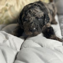 Kabucha - Sable male Poodle puppy in St. Johnsbury, Vermont from Poodles of the Northern Woods