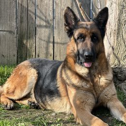 Boni - Black and red German Shepherd puppy in Sacramento, California from Von Blackwolf:World Class German Shepherds