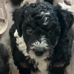 Black tri girl - Black and white female Aussiedoodle puppy in Sandwich, Massachusetts from Cape Cod Aussies / Cape Cod Poodles and Doodles