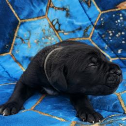 Gray Collar aka MaxTac - Black male Cane Corso puppy in Houston, Texas from Zenith Cane Corso