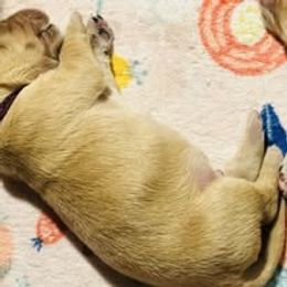 Fifth Pick Male - Golden male Golden Retriever puppy in Big Lake, Alaska from Birchwood Goldens