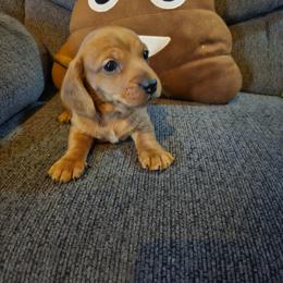 Puppy 1 - Red male Dachshund puppy in Bowling Green, Kentucky from Rich’s Beautiful Dachshunds