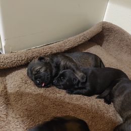 German Shepherd Puppies from Rose Valley German Shepherds