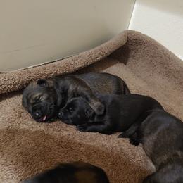 German Shepherd Puppies from Rose Valley German Shepherds