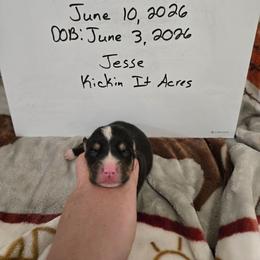 Jesse - Black and tan male Pembroke Welsh Corgi puppy in Chariton, Iowa from Kickin It Acres BCs