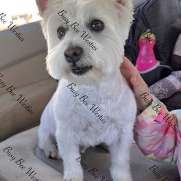Oktavia - West Highland White Terrier