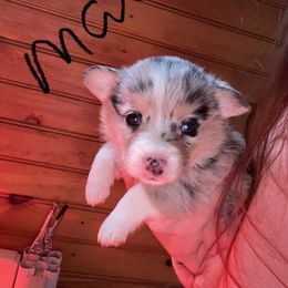 American Corgi and Pembroke Welsh Corgi Puppies from Twisted M Corgi’s