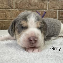 Grey AKC - Blue tan and white male Beagle puppy in Rogersville, Missouri from Hales Little Beagle Haven