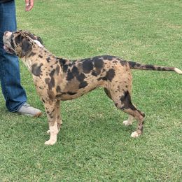 Mystic - Girl - female Alapaha Blue Blood Bulldog puppy in Newcastle, Oklahoma from Red Dirt Alapahas