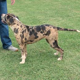 Mystic - Girl - female Alapaha Blue Blood Bulldog puppy in Newcastle, Oklahoma from Red Dirt Alapahas