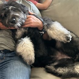 Bernedoodle puppies from Paws of the Vineyard