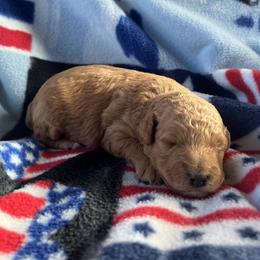 Boy 1 - Red  male Goldendoodle puppy in Mayville, Michigan from Guiding Light Doodles