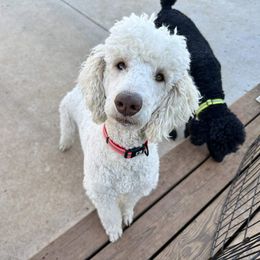 Chloe - Cream female Poodle puppy in Monroe, Georgia from It's A Poodle Parti!