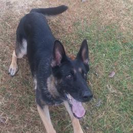 Belgian Malinois and German Shepherds from Ogichidaawi Von Schaeferhaus