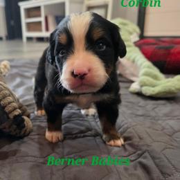 Corbin - Black rust and white male Bernese Mountain Dog puppy in Radcliffe, Iowa from Berner Babies