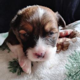 Green Collar - Fawn male Pembroke Welsh Corgi puppy in Yelm, Washington from Tolbolton Creek Corgis