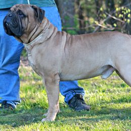 Bullmastiffs from Hamilton's Top Bull Bullmastiffs