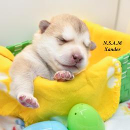 Alaskan Malamute Puppies from North Shore Alaskan Malamutes