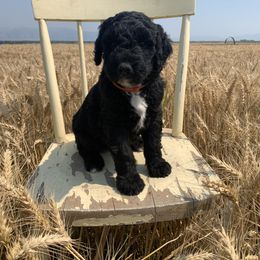 Sheepadoodle Puppies from Bo Peep Sheepadoodles