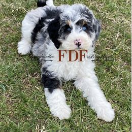 Bernedoodle and Pyredoodle Puppies from FDF Pyredoodles & Bernedoodles