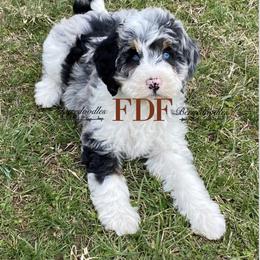 Bernedoodle and Pyredoodle Puppies from FDF Pyredoodles & Bernedoodles