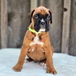 King - Fawn male Boxer puppy in Preston, Maryland from Katie's Pups