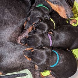 Irish Water Spaniel and Manchester Terrier Puppies from Coltsfoot Farm