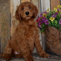 Girl 4 - female Irish Doodle puppy in Macedon, New York from Toodles Goldendoodles