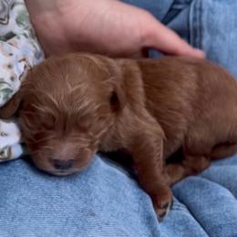Bea - Red  female Goldendoodle puppy in Portland, Oregon from Sandy Creek Bernedoodles
