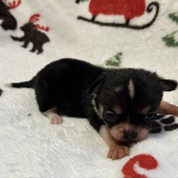 Gadget - Black and white male Chihuahua puppy in Hampton, Virginia from Chilove Chihuahuas