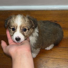 Pembroke Welsh Corgi Puppies from Alegandra’s Pembroke Welsh Corgis