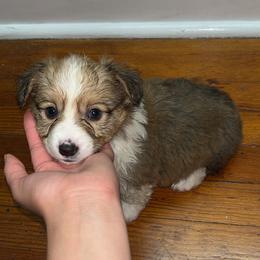 Pembroke Welsh Corgi Puppies from Alegandra’s Pembroke Welsh Corgis