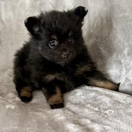 Girl Black and Tan - Black and tan female Pomeranian puppy in Effort, Pennsylvania from Pomeranian Puppies