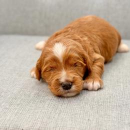 Shania - Red  female Goldendoodle puppy in Queen Creek, Arizona from Goldendoodle AZ
