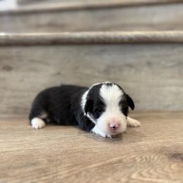 Wish (Fluffy) - Black and tan male Pembroke Welsh Corgi puppy in Phelan, California from Desert Sunset Pembroke Welsh Corgis