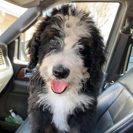 Bernedoodles from Puppy Paws4U