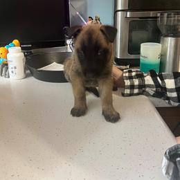 Puppy 6 - Red sable female Belgian Malinois puppy in Henrico, Virginia from MonStar Malinois