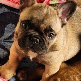French Bulldog Puppies from Simply Kind Frenchies
