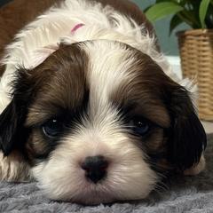 Tabitha - Black gold and white female Cavatzu puppy in Oklahoma from Rocky Oak Cavaliers & Biewer Terriers LLC