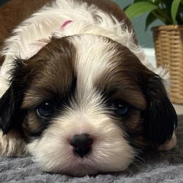 Tabitha - Black gold and white female Cavatzu puppy in Oklahoma from Rocky Oak Cavaliers & Biewer Terriers LLC