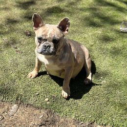 Cookie - French Bulldog