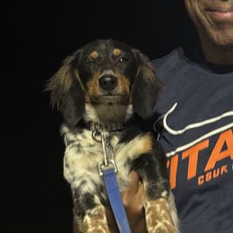 Dachshund All Grown Up from Wrangling Dachshunds