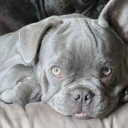 French Bulldogs from Midwest Frenchie Kisses