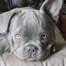 French Bulldogs from Midwest Frenchie Kisses