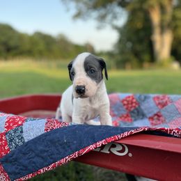 Great Dane Puppies from Oak View Danes