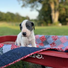 Great Dane Puppies from Oak View Danes